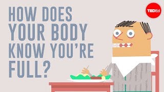 How does your body know youre full  Hilary Coller [upl. by Elberfeld]