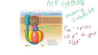 Oxidative Phosphorylation Dr Terrell [upl. by Payne]