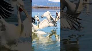 Fisherman’s Friends The Pelicans of Lake Kerkini 🇬🇷 [upl. by Lletnahs]