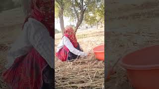 New Rajasthani Marwadi comedy short comedy video viral 😍😍 [upl. by Waxler]