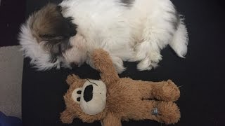 25 dog tricks by Pinto the Havanese [upl. by Yenetruoc]