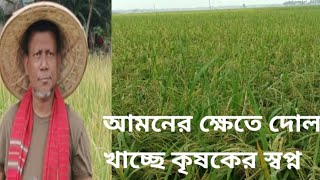 আমনের ক্ষেতে দোল খাচ্ছে কৃষকের স্বপ্ন [upl. by Joseito]