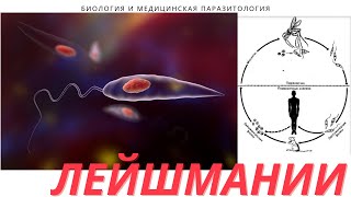 Лейшмании Лейшманиозы  морфология жизненный цикл симптомы диагностика профилактика [upl. by Kial]