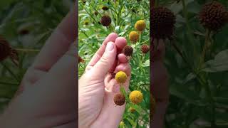 Harvesting seed from sneezeweed seedsaving [upl. by Rheba]