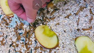 Easily Raise Mealworms As They Grow and Change [upl. by Gnoix]