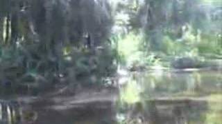 EatTheWeeds Episode 24 Wekiva River [upl. by Faydra]