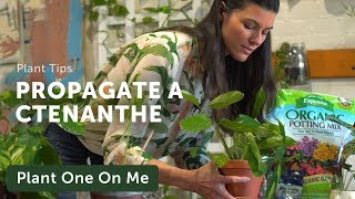 Propagate Your Prayer Plant Ctenanthe — Ep 150 [upl. by Lewls]