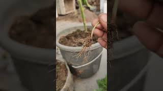 Removing phyllanthas niruri from My GardenA StepbyStep Guide short ytshorts viral shorts [upl. by Dalis]