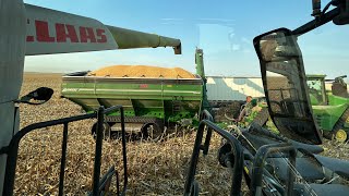 Corn Harvest in Saskatchewan with a Claas Lexion 8700 and Geringhoff corn head [upl. by Nuavahs]