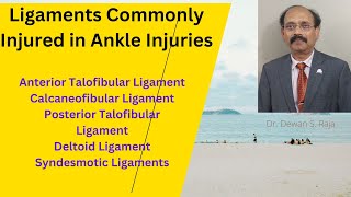 Ligaments Commonly Injured in Ankle Injury [upl. by Slifka407]