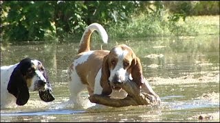 Basset Hounds Playing in Water [upl. by Voorhis]