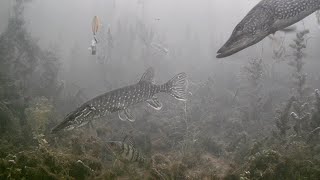 INSANE Underwater Footage Ice Fishing NORTHERN PIKE with 5 of DIAMONDS [upl. by Engel]