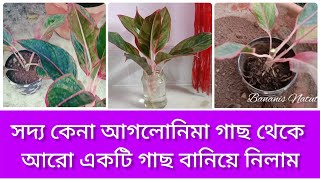 Aglonima propagation  Aglonima repotting  অ্যাগলোনিমা গাছের কাটিং থেকে চারা তৈরির পদ্ধতি [upl. by Eelana]