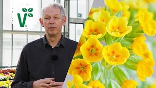 Wie unterscheiden sich Schlüsselblume Kissenprimel und Stängelprimel  Volkers Gartenwissen [upl. by Aizahs268]