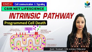 INTRINSIC PATHWAY OF APOPTOSIS Part3  CSIR NET  GATE  MSc  BSc [upl. by Ansev]