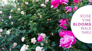 Rose Vine Bloom  Walkthrough in my Phoenix Rose Garden Pearly Gates Bathsheba and more [upl. by Sisto]