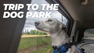 Dog Park Fun with Winston Georgie and Ana [upl. by Bancroft]