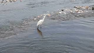 INCREIBLE paciencia de la garza blanca🦩para pescarpatience of the white heron to fish [upl. by Acirne]