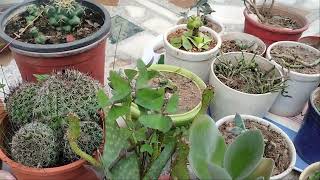 use of fungicide on succulents save succulents fungicides [upl. by Airetnahs]