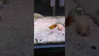 Platy Sunset platyfish ikanplaty ikanhias ikanhiasaquarium aquarium aquariumfish hobby hobi [upl. by Akahs]