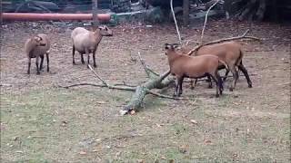 Schafe  Kamerunschafe  Baumstamm kratz mich mal am Buckel  cameroon sheep  happy sheep Trailer [upl. by Jodee480]