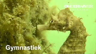 gymnastics of a seahorse [upl. by Cirdnek]