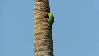 Rose ringed parakeet [upl. by Kabab97]