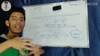 Nerd Hypersensitivity type 3amp4  Immunology [upl. by Abdulla92]