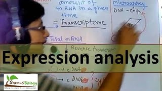 Gene expression analysis [upl. by Vassaux]