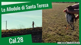 Le Allodole di Santa Teresa  Caccia alla piccola migratoria in Cal28 [upl. by Nasus]