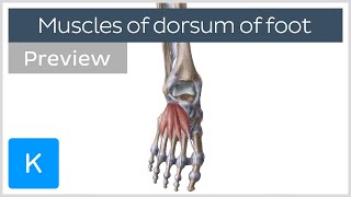 Muscles of the Dorsum of the Foot preview  Human Anatomy  Kenhub [upl. by Swart]