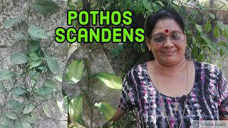 Pothos Scandens Explanation In Malayalam ആനപ്പരുവ ആമകഴുത്ത്മരക്കൊടി  Climbing Aroid  പരുവക്കൊടി [upl. by Enelrahs50]