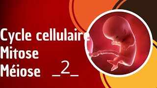 Cycle cellulaire Mitose méiose partie 2 [upl. by Erastus604]