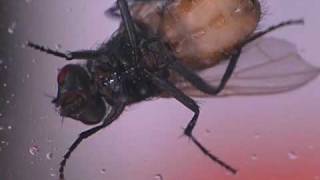 House Fly Biology Maggots To Adults  Maxforce Video Series [upl. by Iteerp91]