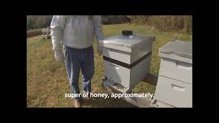 Winterizing Your Hives for Happy Bees In Moderate Climates [upl. by Astred]