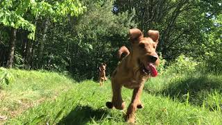 Caramels Irish Terriers in the Forest [upl. by Dobrinsky]