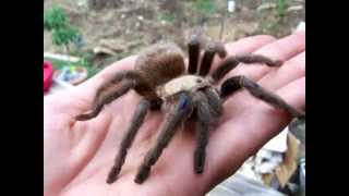 Full Grown BIG Female Texas Brown Tarantula Aphonopelma hentzi [upl. by Aipmylo583]