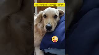 After effect of Heeramandi on my Golden Retriever😂 Drama Queen😂Cutest golden retriever babyfunny [upl. by Gaddi]