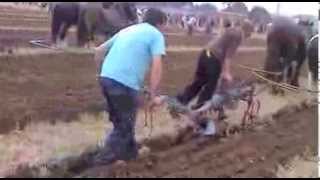 NATIONAL PLOUGHING 2013 RATHENISKA IRELAND [upl. by Bayard]