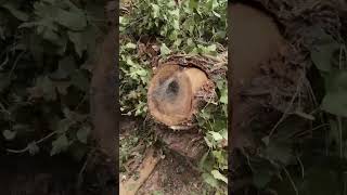 Why We Cut This 323 Year Old Tree  White Oak Removal Pt 3 [upl. by Sirrom]