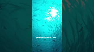 Are Barracudas Dangerous and Do They Attack Humans [upl. by Raymonds841]