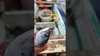 Di nya sinakmal sayang 😌fishing fish palawan viralvideo [upl. by Efren282]