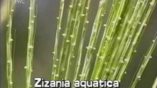 wild rice Zizania aquatica [upl. by Saiasi]