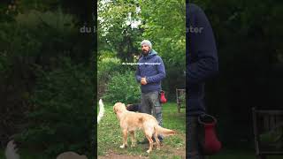 Aufmerksamkeit bei Hundebegegnungen Hundetraining [upl. by Ettevroc351]