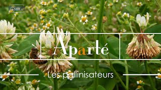 APARTÉ  LES POLLINISATEURS [upl. by Lime]