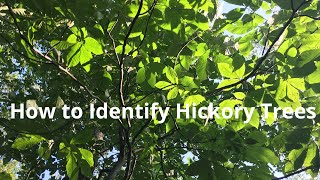 How to Identify Shagbark Hickory Trees [upl. by Natalee372]