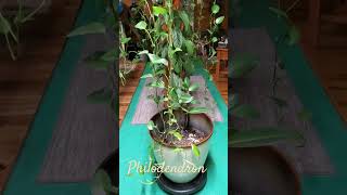 My long Philodendron quotPhilAm Country Livingquot [upl. by Refinney556]