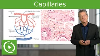 Capillaries Overview amp Definition – Histology  Lecturio [upl. by Nilerual]