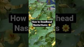 How to Deadhead Nasturtiums 🌼 For More Flowers [upl. by Letsyrhc]