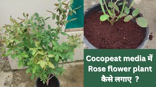 Cocopeat media me Rose flower plant kaise lagaye [upl. by Cyma]